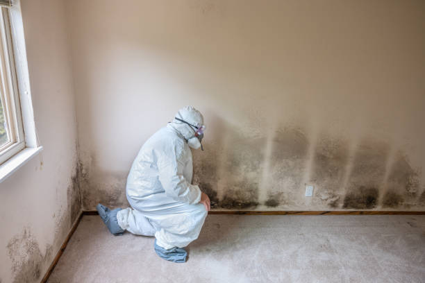 Mold Odor Removal Services in Decatur, AL